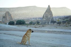 Exploring the World of Massive Open Online Courses (MOOCs)