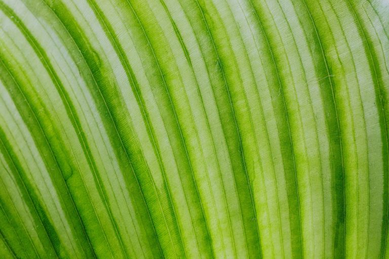 Simple Techniques for Calibrating Feedback to Promote Growth