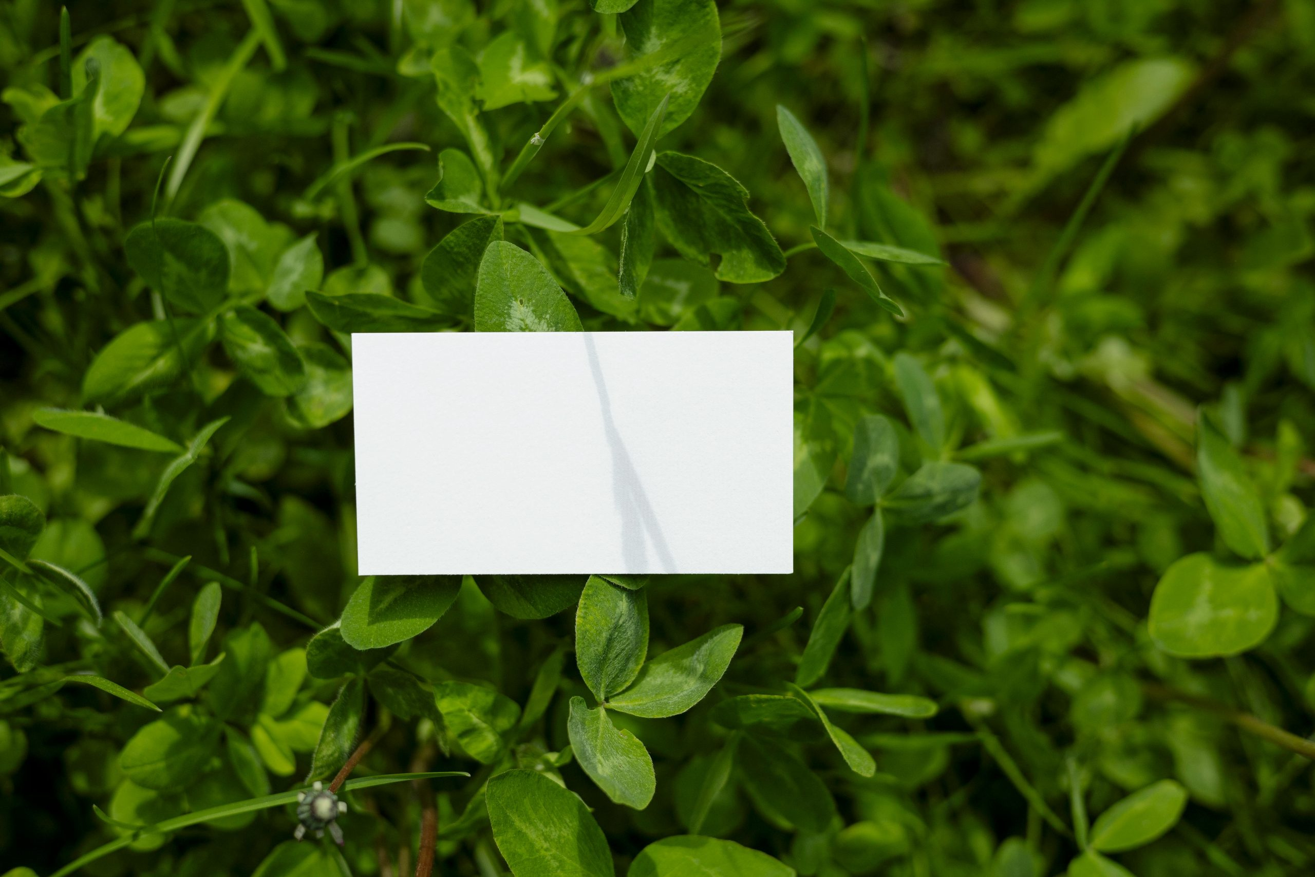 Exploring the Concept of Intrapreneurship Within a Large Company